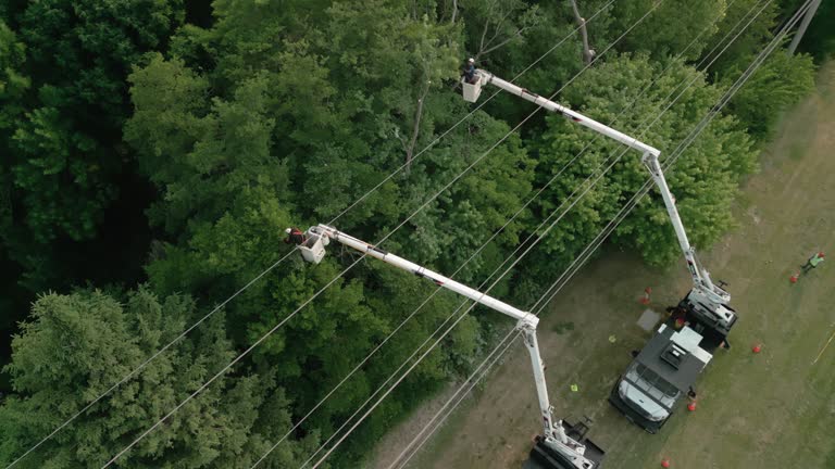 How Our Tree Care Process Works  in North Terre Haute, IN