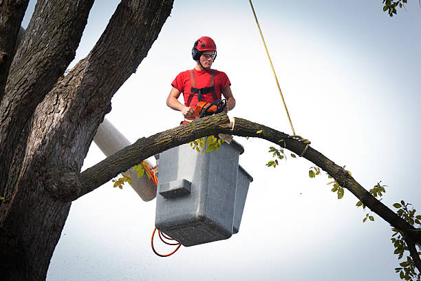 Professional Tree Services in North Terre Haute, IN